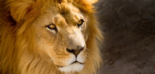 Lev je novou atrakcí kábulské zoo (ilustrační foto).