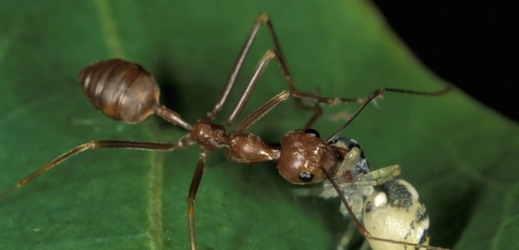 Mravenci krejčíci sice občas nějakou tu skákavku chytí, většinou jsou však pavouci poblíž jejich hnízd v bezpečí. 