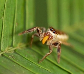 Pavouk Phintella piatensis patří do skupiny skákavek, které se dají snadno poznat podle vyvinutých očí (na snímku vegetariánská skákavka Bagheera kiplingi).