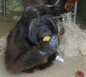 Orangutan Ňuňák oslaví 25. výročí příchodu do zoo.