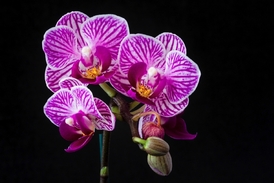 Výstavu orchidejí hostí Botanická zahrada v Praze (ilustrační foto).
