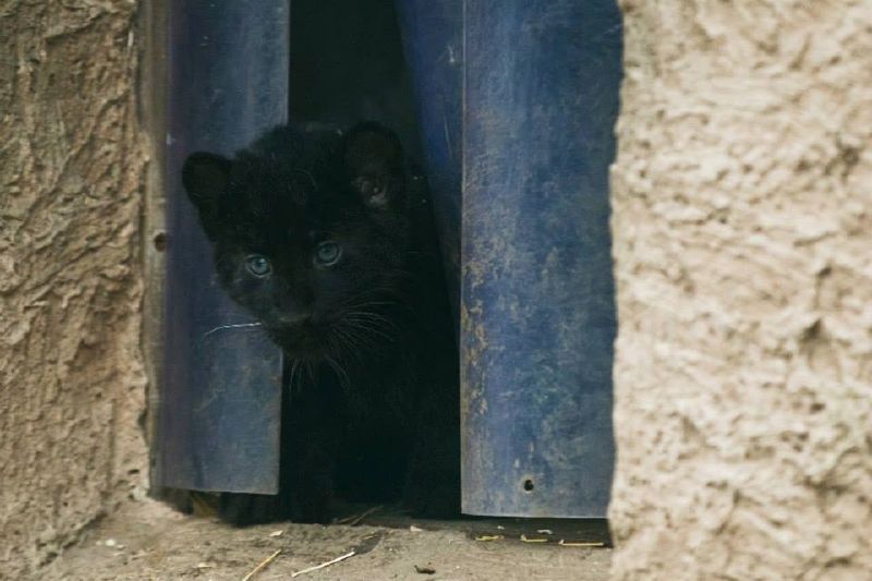 Občas je zvědavost silnější než opatrnost. Obhlížení terénu koťata baví (Foto: Tomáš Adamec/Pražská zoo).