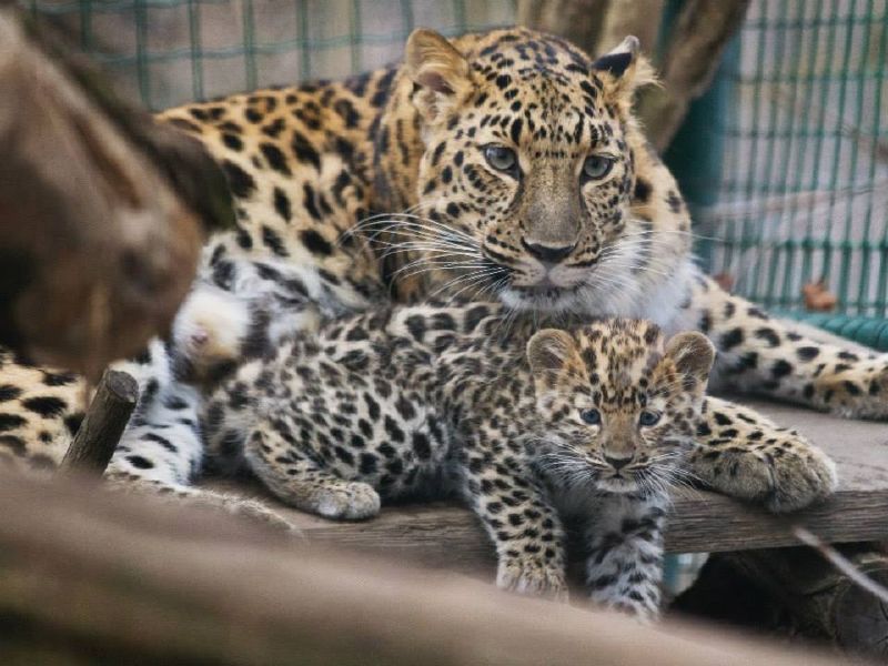 Matka Khanka své leopardíky náležitě opatruje (Foto: Tomáš Adamec/Pražská zoo).