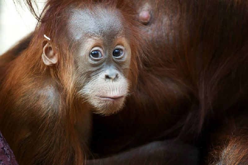 Orangutanku Diri najdete v pavilonu indonéské džungle (Foto: Tomáš Adamec/Pražská zoo).