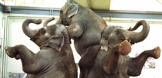 Cirkusové slonice se pokusily utéct ze zajetí (ilustrační foto).