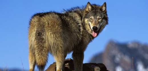 Ve Francii je znovu možný lov vlků (ilustrační foto).
