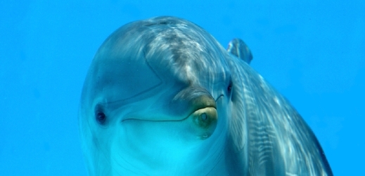 Delfín připlul za potápěčem a žádal o pomoc (ilustrační foto).