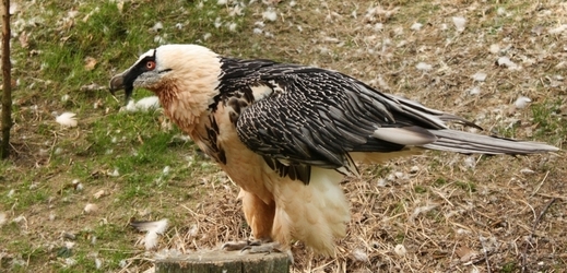 Orlosup bradatý (ilustrační foto z liberecké zoo).