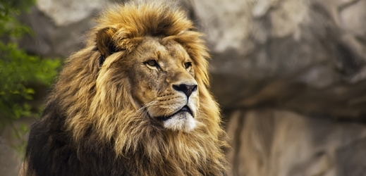 Zoo utratila dva starší lvy a jejich mláďata (ilustrační foto).