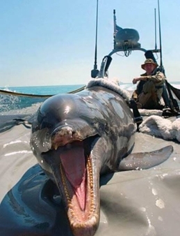 Americký delfín v Perském zálivu.