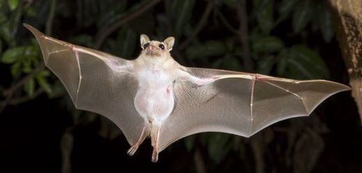 Ebolu možná přenáší netopýři (ilustrační foto).