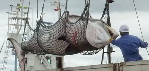 Žalobu na Japonsko podala v roce 2010 Austrálie, podle které japonské lodi loví velryby ke komerčním a ne k vědeckým účelům.