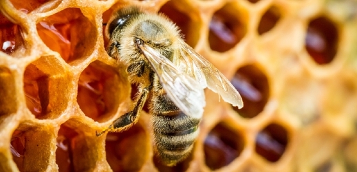 Dnes včelaři prodávají kilogram medu za zhruba 120 korun.