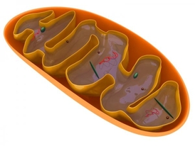Mitochondrie jsou malé buřtovité válečky vyplněné záhyby.