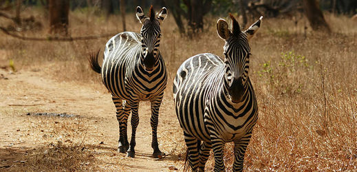Zebry Böhmovy žijí v jihovýchodní Africe. Dominantní samec vede celý harém.