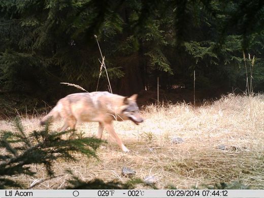 Snímek z fotopasti pořízený 29. března v národní přírodní rezervaci nedaleko Doks na Českolipsku potvrdil, že se do Čech po více než sto letech vrací vlci.