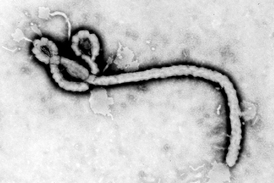 Smrtící ebola.