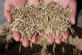 Budou čeští pokusní králíci GMO závidět Rusům organické potraviny? 