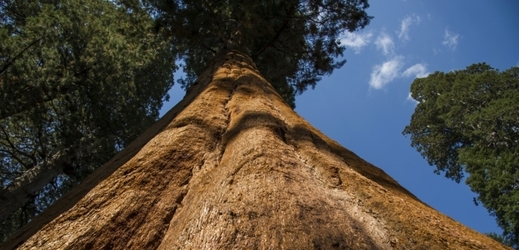 Jak dostanou stromy živiny z úrovně kořenů do závratné výšky.