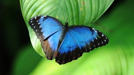 Exotičtí motýli budu k vidění ve skleníku Fata Morgana.