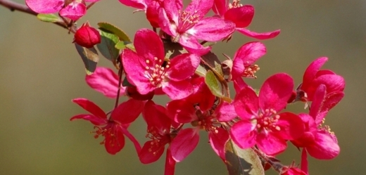 Květ japonské sakury (ilustrační foto).