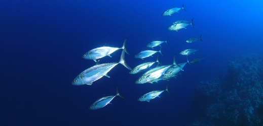 Mořské ryby prý vlivem klimatických změn ztrácí pud sebezáchovy.