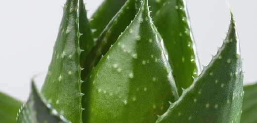 Aloe vera vykazuje vynikající účinky při vnějším i vnitřním použití.