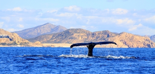 Los Cabos, Mexiko. (Foto: Shutterstock.com)
