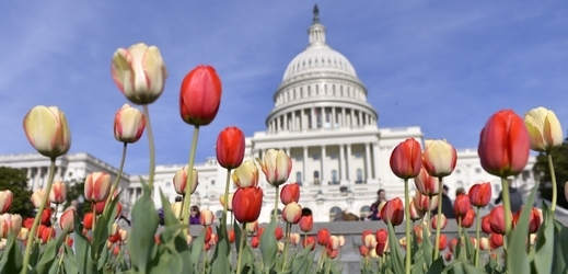 Kvetoucí tulipány před budovou Kapitolu. Je americký politický systém prohnilou záležitostí skrytou za líbivým pozlátkem?