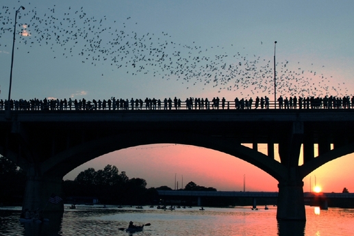 Výprava za netopýry na most Congress Avenue v texaském Austinu. (Foto: Shutterstock.com)