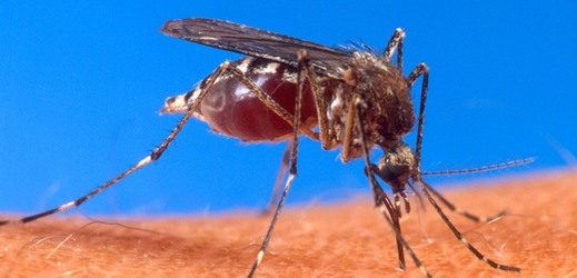 Horečku dengue přenáší komár aedes aegypti.