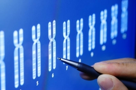 Chromozomy jsou regály genetické knihovny, v níž je uložená vaše podstata.