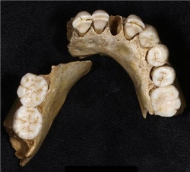 ci chudší dietu než lidPodle zubů neměli neandertálé moderního typu.