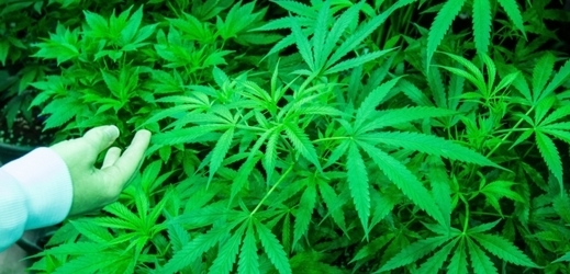 Uruguay zveřejnila detaily zákona o marihuaně.