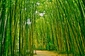 Bambus - symbol Vietnamu. Využití má ve stavebnictví, lékařství, nábytkářství či jako potravina.