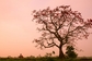 Banyán neboli fíkovník bengálský je symbolem Indie. Strom může dorůst až 25m, má více kmenů. Pro hinduisty je posvátný.