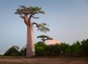 Baobab - symbol Senegalu. Stáří některých afrických baobabů, s typickými tlustými kmeny, se odhaduje na 1000 až 2000 let.