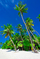 Kokosová palma (kokosovník) -  národní strom Malediv. Pěstován je kvůli jeho plodu, kokosovému ořechu.