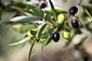 Olivovník - symbol Albánie, Řecka, Itálie i Portugalska.  V Antickém světě byl olivovník symbolem míru, blahobytu a plodnosti.