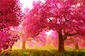 Sakura (prunus serrulata) - symbol Japonska. Sakura je japonský název stromu třešně a jejich květů.
