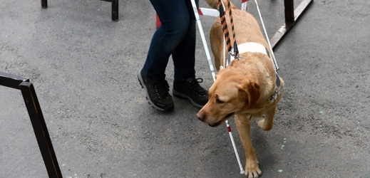 Na pořízení kompenzační pomůcky v podobě vodicího psa dostávají nevidomí dotaci jednou za pět let (ilustrační foto).