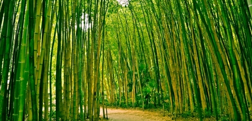 Bambus - symbol Vietnamu. Využití má ve stavebnictví, lékařství, nábytkářství či jako potravina.