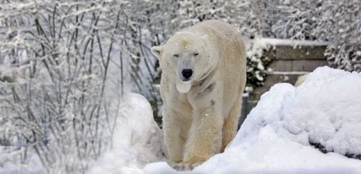 Medvěd lední se vyskytuje v Grónsku, na severním pobřeží Severní Ameriky a Asie.