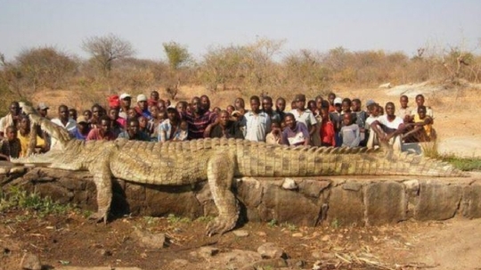 Krokodýl dlouhý téměř sedm metrů.