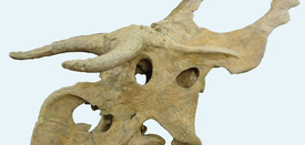 Dinosauři měli i rohy (ilustrační foto).