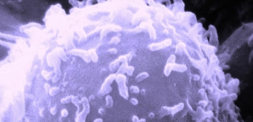 Lidská bílá krvinka (ilustrační foto).