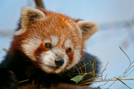 Panda červená je u návštěvníků zoo velice oblíbená (ilustrační foto).