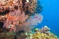 Velký bariérový útes, Autrálie. (Foto: Shutterstock.com)