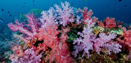 Ostrovy Similan, Thajsko. (Foto: Shutterstock.com)