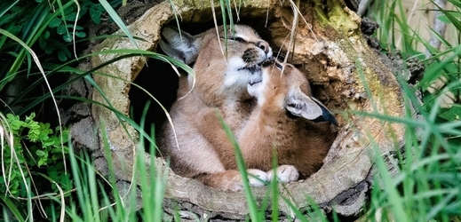 Porodní boudu v pavilonu kočkovitých šelem v pražské zoo právě začíná opouštět měsíc a půl staré kotě karakala. Spolu s matkou Karkulkou je k vidění ve venkovním výběhu.